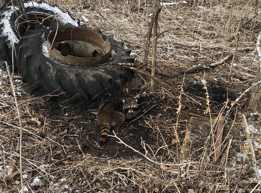 Trapping-Indiana-Raccoon