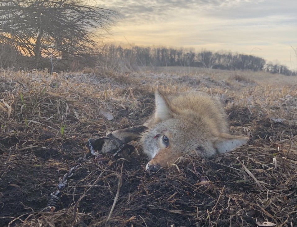 Trapping-Indiana-Coyote